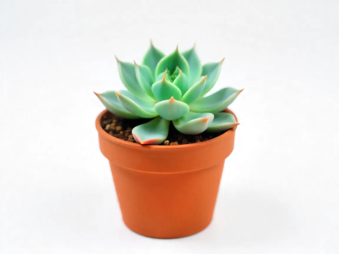 Suculenta Echeveria planta de bajo mantenimiento